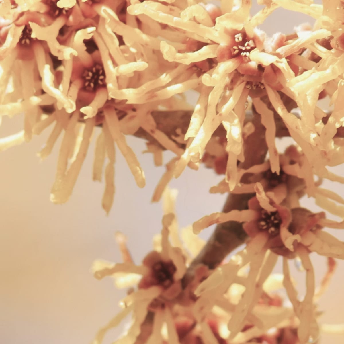 Hamamelis, nyckelingrediens i Il Tramonto