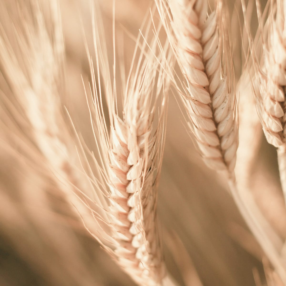 Vetegroddsolja, nyckelingrediens i Il Grano