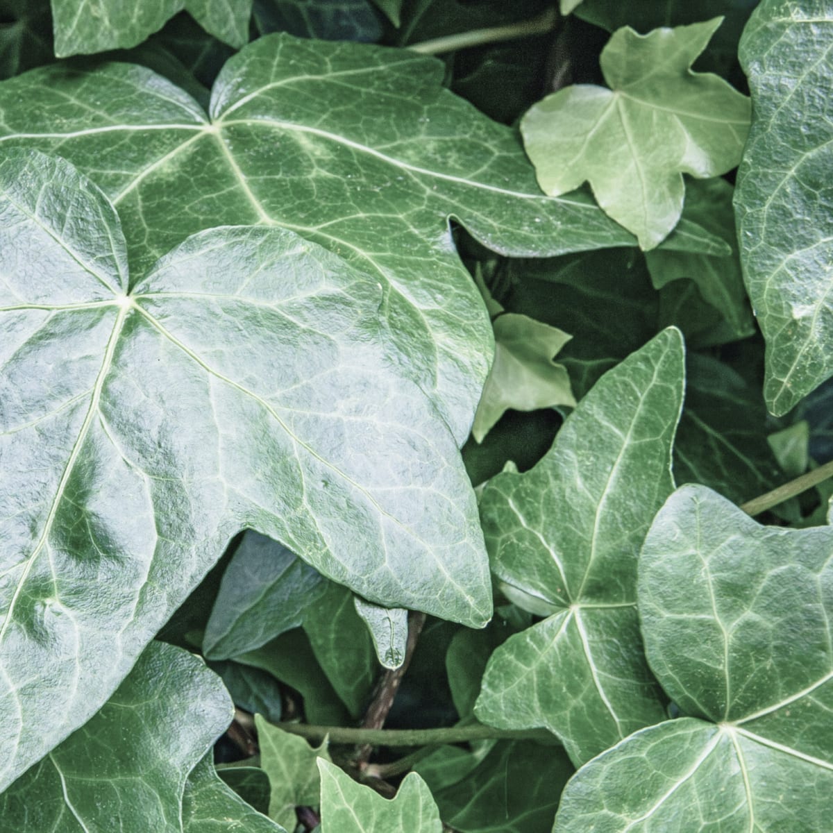 Salvia, nyckelingrediens i La Salvia