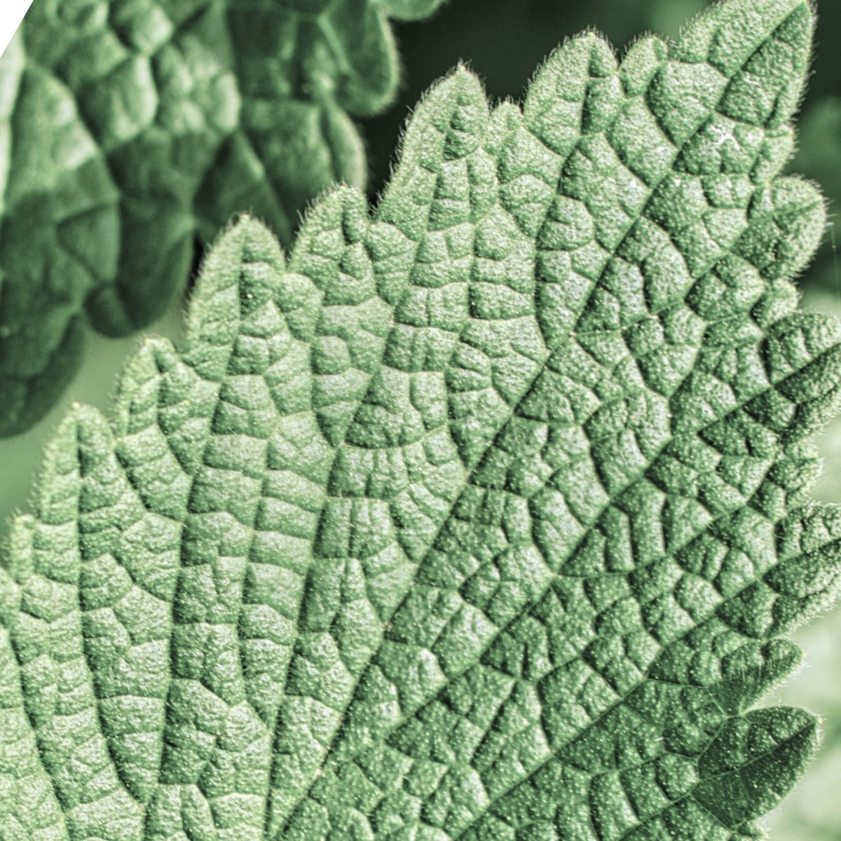 Mynta, nyckelingrediens i La Menta
