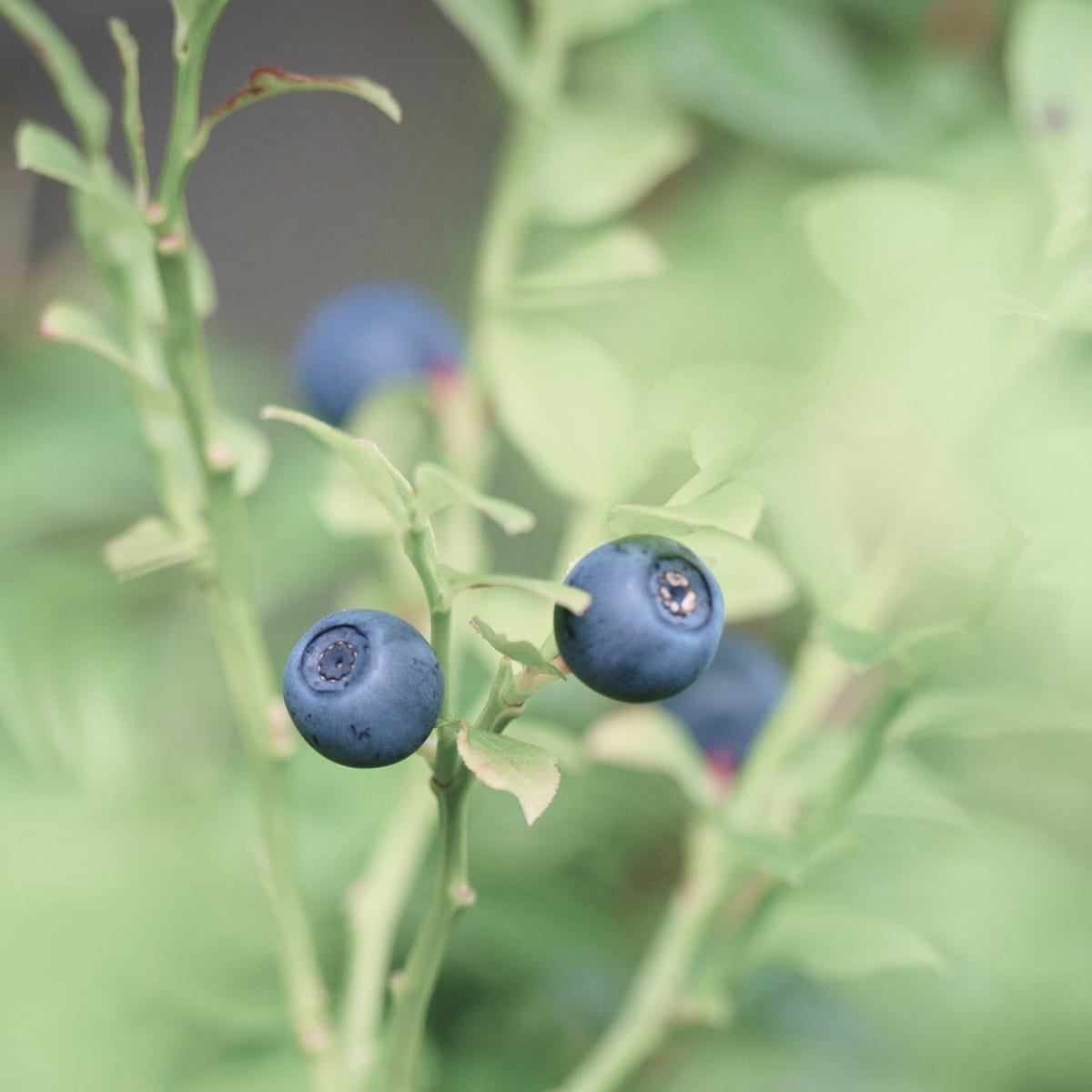 Blåbär, nyckelingrediens i Il Mirtillo